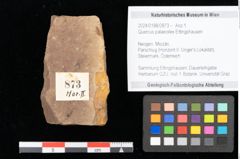 Foto (Objekt + Etikett) von Quercus palaeoilex Ettingshausen (NHMW-GEO-2024-0188-0873)